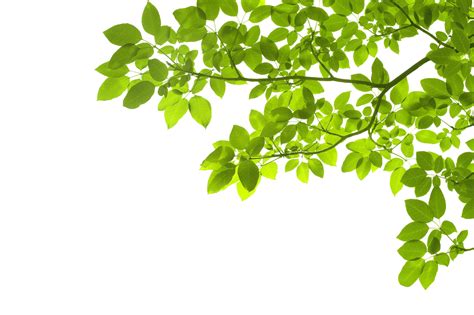 Leaves PNGs for Free Download .